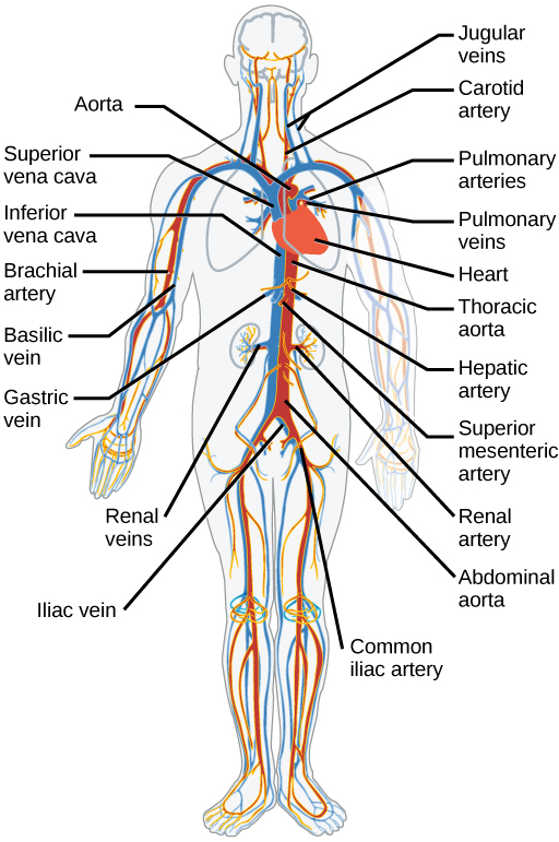Diagram of major arteries and veins